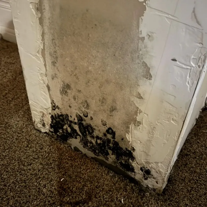 Professional Mold Removal in Annandale, VA